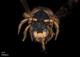   Pseudoanthidium canariense nbsp;female face, photo: Scott Adams 
